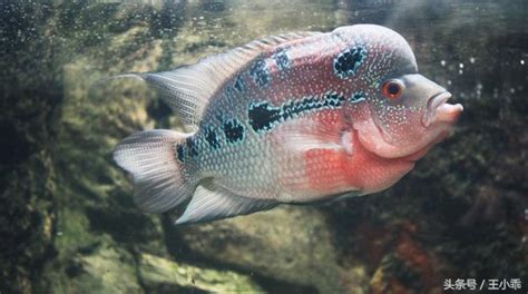 羅漢魚飼養|如何養羅漢魚 